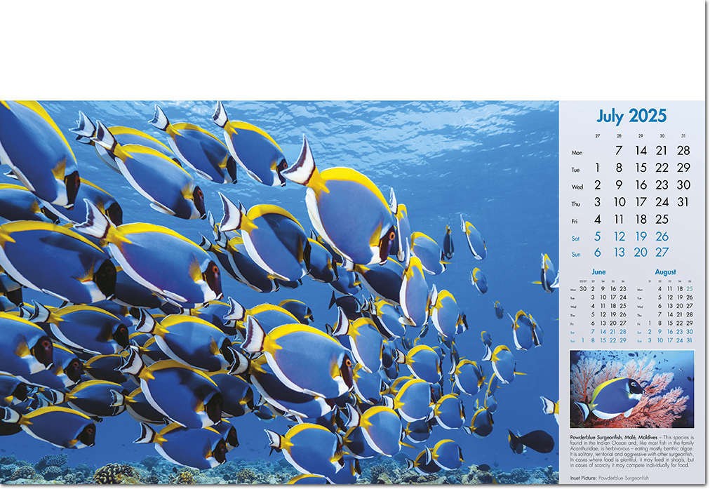 Deep Blue Wall Calendar